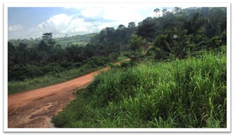 A dusty road running through fields and forest